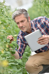 Farmer in greenhouse checking tomato plants