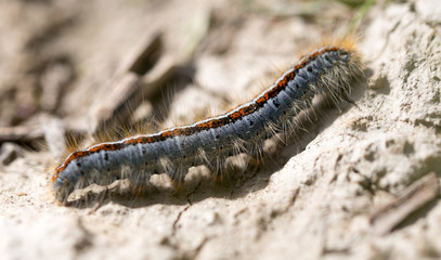 caterpillar on the ground in the nature close-up