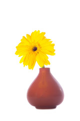 yellow flowers in a vase on a white background