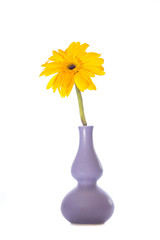 yellow flowers in a vase on a white background