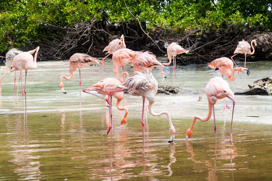 Flamingos on Palma island of San Bernardo archipelago, Colombia