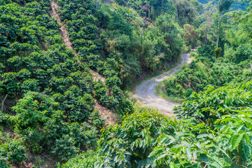 Fototapeta premium Road through coffee plantantions near Manizales, Colombia