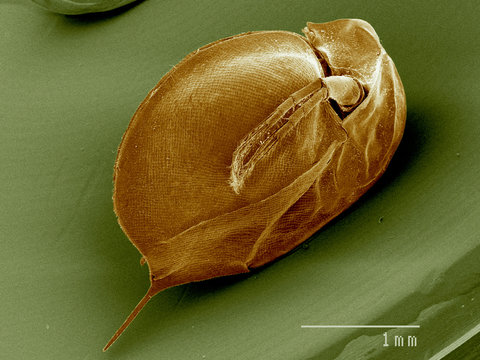  Daphnia sp., Crustacea SEM