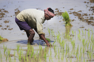 Burdwan, India on 30th July, 2014- Planting. Farmers working planting rice in the paddy field.The man is busy with his work of planting saplings. He is doing it by self help.