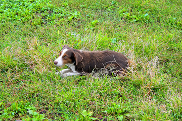 Dog in the grass