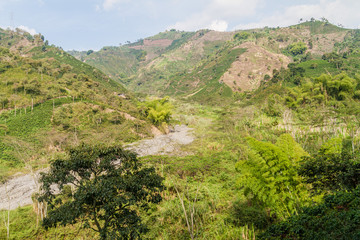 Fototapeta na wymiar Coffee growing area near Manizales, Colombia