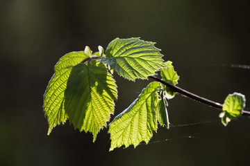 Spring blossoming leaf illuminated by the sun