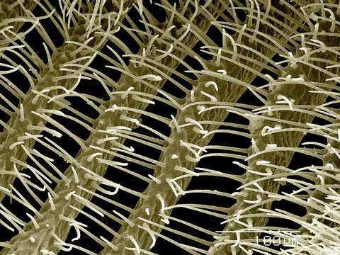 Antenna of male sawfly, Diprion sp., Diprionidae SEM