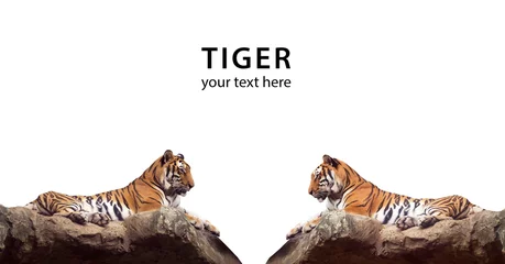 Photo sur Plexiglas Tigre Tiger / Portrait of tiger on white background.