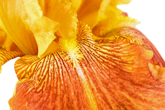 Orange Iris Flower Closeup