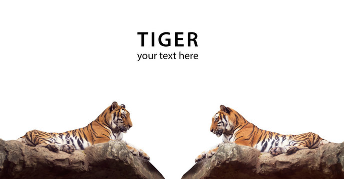 Tiger / Portrait of tiger on white background.