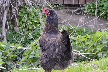 Курица гуляет