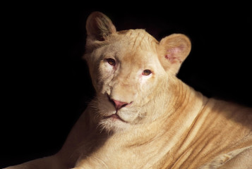 Obraz premium White lioness / White lioness on black background.