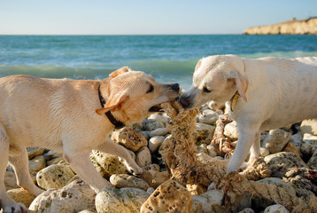 dog, sea, ocean, labrador, breed, fight, training, game, animal, rock