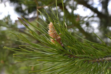 Сосновая шишка © flamel123