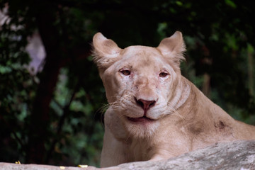 Obraz premium White lioness / White lioness on black background.