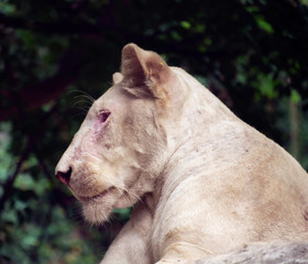 Fototapeta premium White lioness / White lioness on black background.