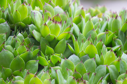 Houseleek