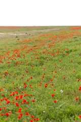 red poppies in the field as background