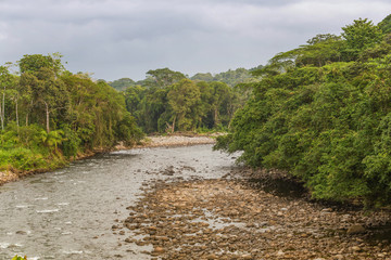 Obraz premium Scenic view of the river between the jungle