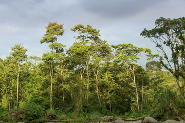 Obraz premium Scenic view of the jungle