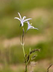 beautiful blue flower on nature