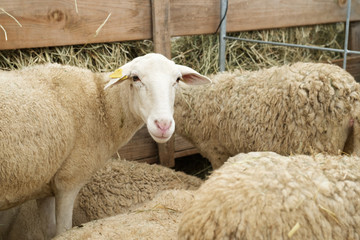 Sheep close up