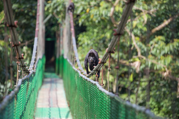 View of the Howler monkey on the hanging bridge in the jungle 