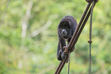 View of the Howler monkey on the hanging bridge in the jungle 