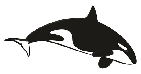 Fototapeta premium Касатка