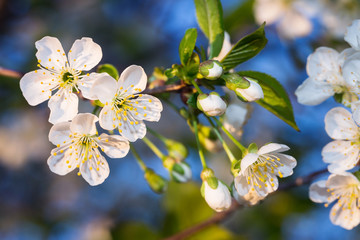 Branch of cherry blossoms, close-up