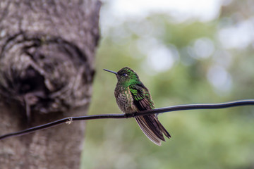 Hummingbird in Cocora valley, Colombia