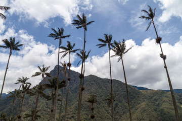 Fototapeta na wymiar Tall wax palms in Cocora valley, Colombia.