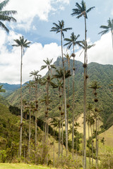 Tall wax palms in Cocora valley, Colombia.