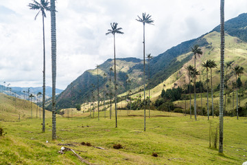 Wax palms in Cocora valley, Colombia