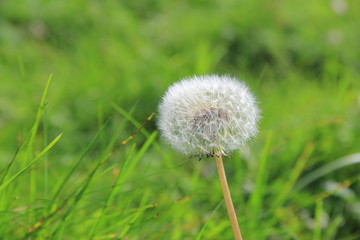 dandelion