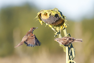  sparrows gather sunflower seeds from the sunflower in the garden in summer