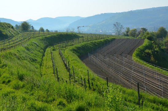 terrassenartiger Weinberg auf dem Weg zwischen den Reben auf dem Schutterlindenberg, Hausberg von Lahr, Ortenau Baden Deutschland