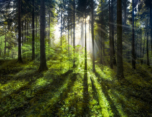 Grüner Wald im Sommer mit Sonnenstrahlen