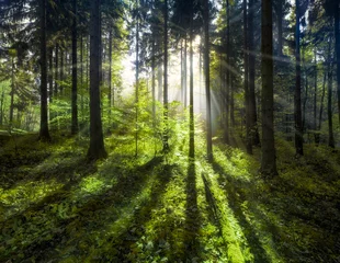 Grüner Wald im Sommer mit Sonnenstrahlen © eyetronic