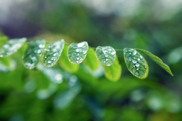 Dew drops on leaves. Leaves of plants after a rain close up. 