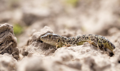 Lizard in the ground outdoors