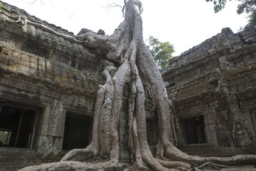 Ancient temple with big tree root, Siem Reap, Cambodia