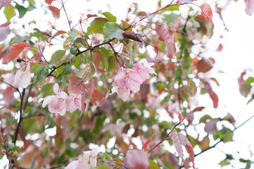 Sakura flowers after the rain