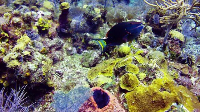 Stoplight Parrotfish in Roatan Honduras