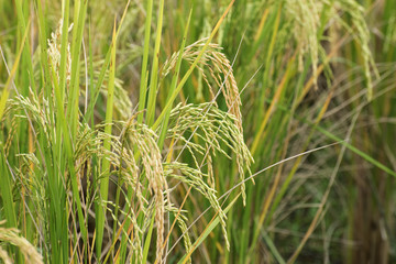 Paddy field, green agriculture land, India