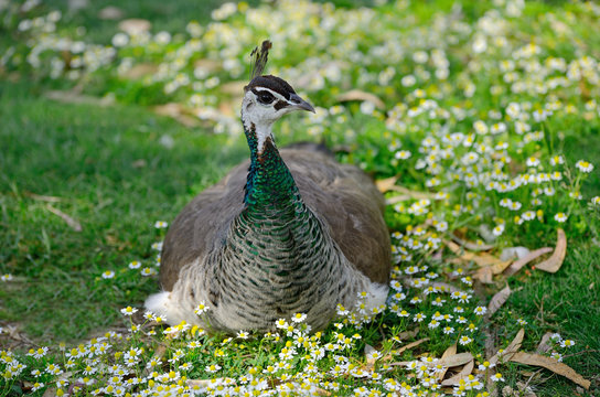 Tavus