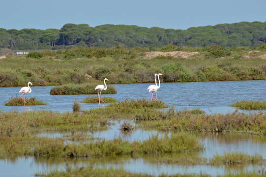 flamencos en las salinas