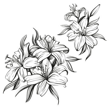 floral blooming lilies set hand drawn vector illustration sketch