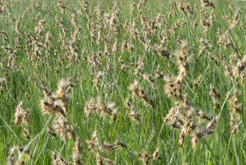 background of green lawn in early spring
